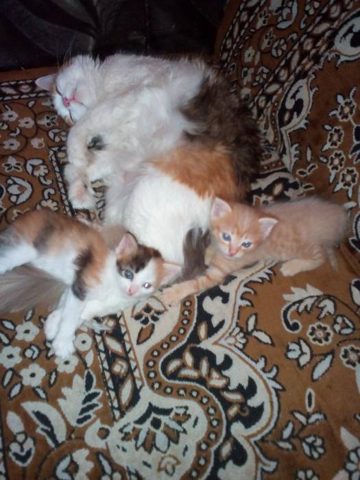 Кошечка в добрые руки, фотография 1