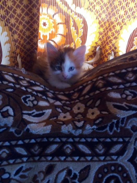 Кошечка в добрые руки, фотография 2