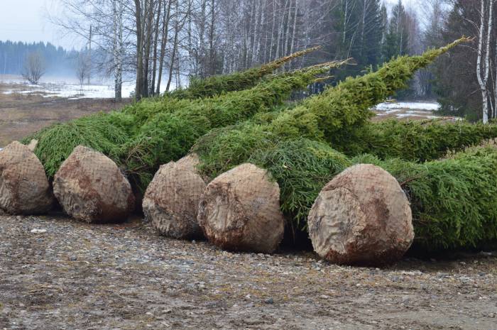 Саженцы Ель Сосна береза ОПТ , фотография 1
