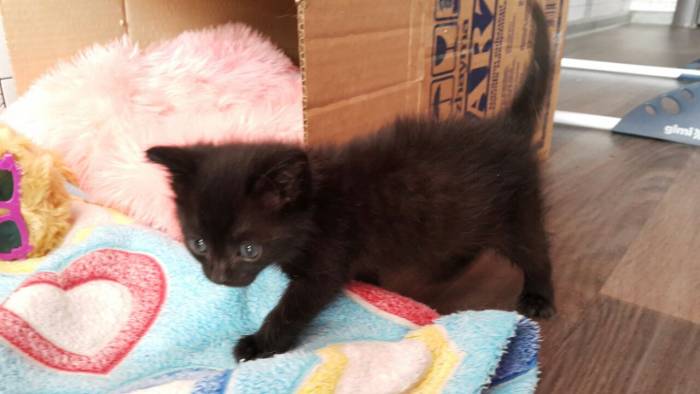 Отдам котенка (девочка) в хорошие руки., фотография 2