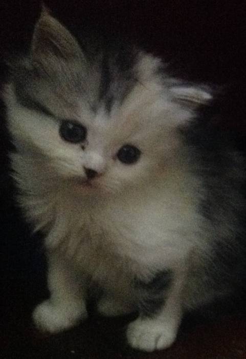 Котёнок, фотография 1