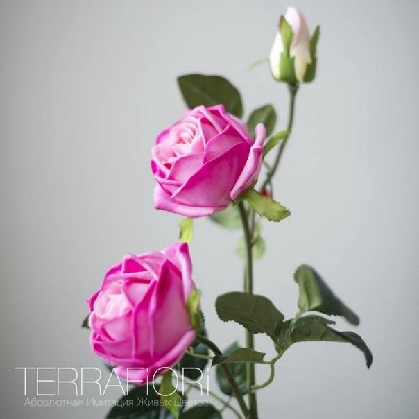 Terra Fiori / Терра Фиори, фотография 1