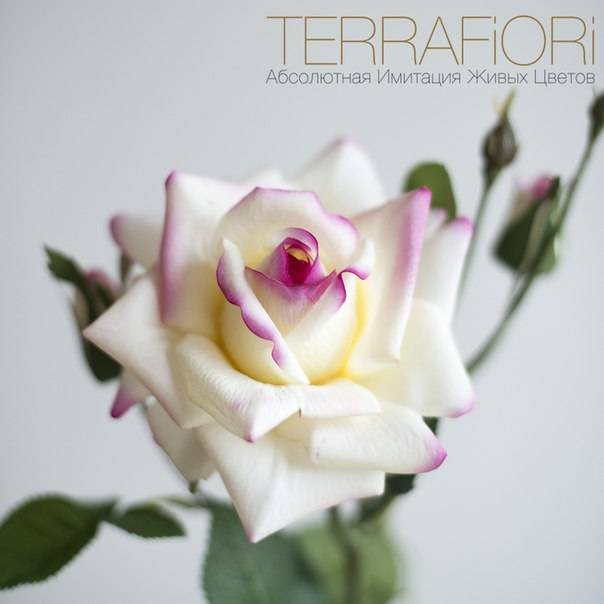 Terra Fiori / Терра Фиори, фотография 5