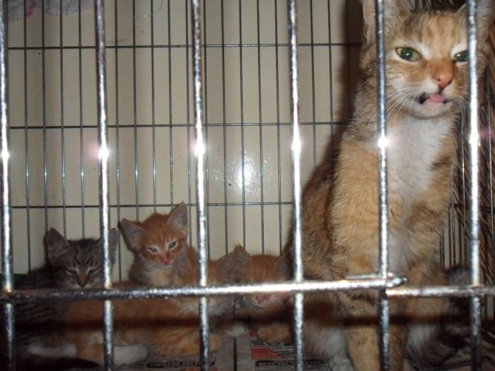 Чудесные котята и кошка в добрые руки!, фотография 1