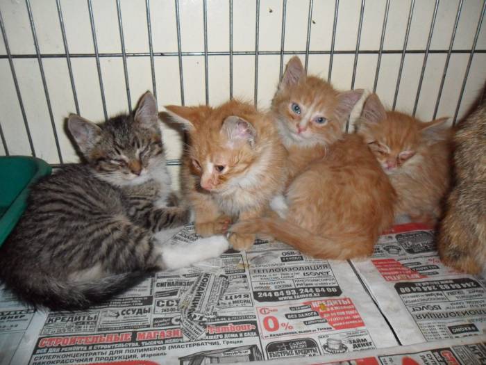 Чудесные котята и кошка в добрые руки!, фотография 2