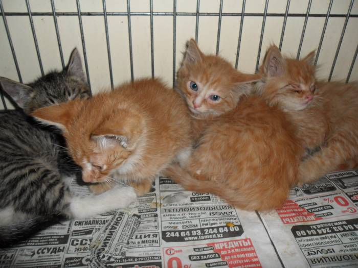 Чудесные котята и кошка в добрые руки!, фотография 3