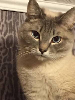 Помогите найти за вознагрождение, фотография 1