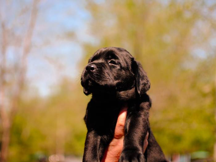 Отличные щеночки лабрадора черного окраса., фотография 2