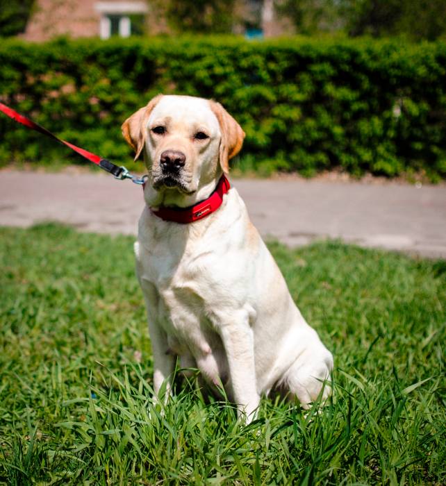 Отличные щеночки лабрадора черного окраса., фотография 4