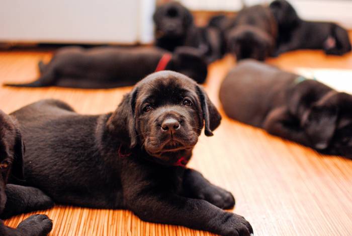 Отличные щеночки лабрадора черного окраса., фотография 5