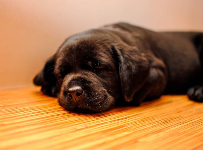 Отличные щеночки лабрадора черного окраса., фотография 6