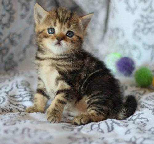 шотландские котята нарядных окрасов, фотография 1