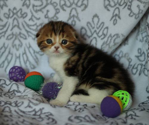 шотландские котята нарядных окрасов, фотография 2