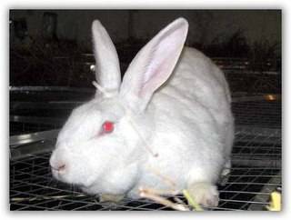 продам или  обменяю, фотография 1