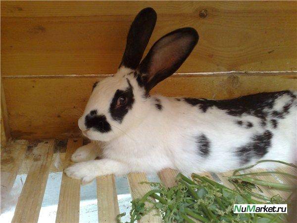 продам или  обменяю, фотография 3