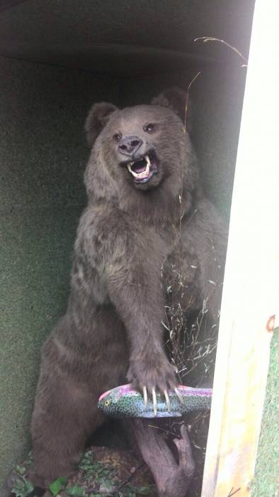 Продам чучело медведя, фотография 1