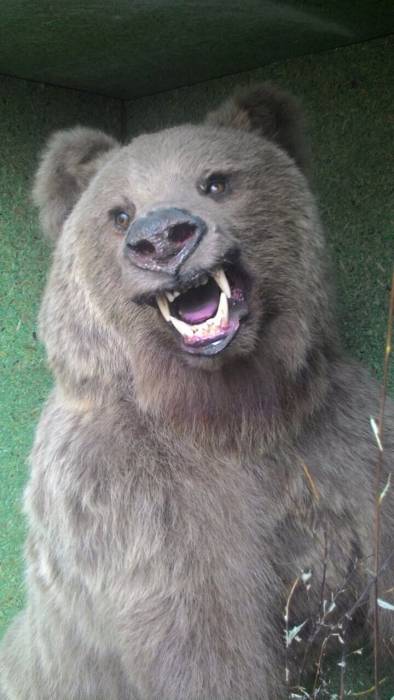 Продам чучело медведя, фотография 2