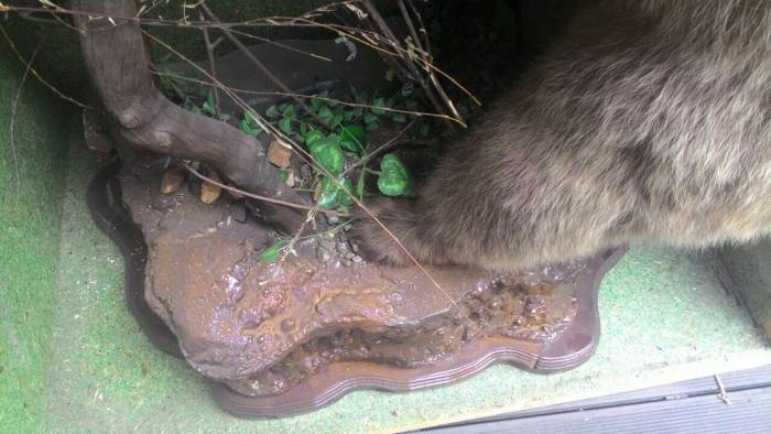 Продам чучело медведя, фотография 4