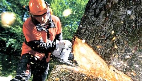 Удаление деревьев, спил деревьев и обрезка в Алматы, фотография 2