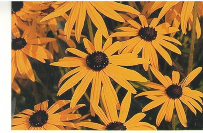 Цветы, фотография 1