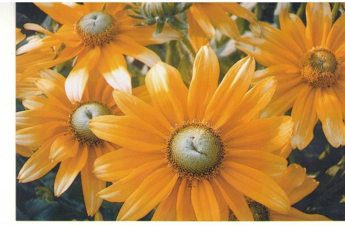 Цветы, фотография 2