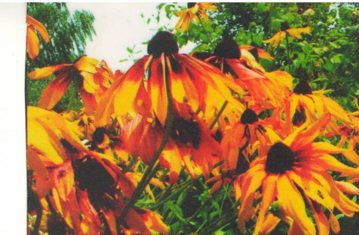 Цветы, фотография 3