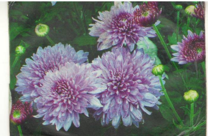 Цветы, фотография 4