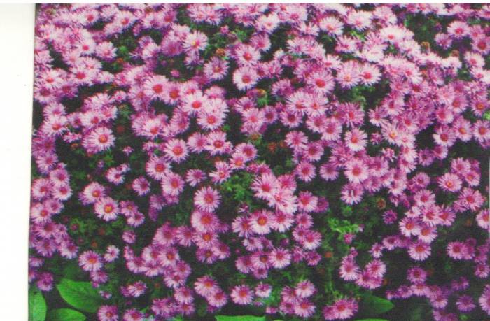 Цветы, фотография 5