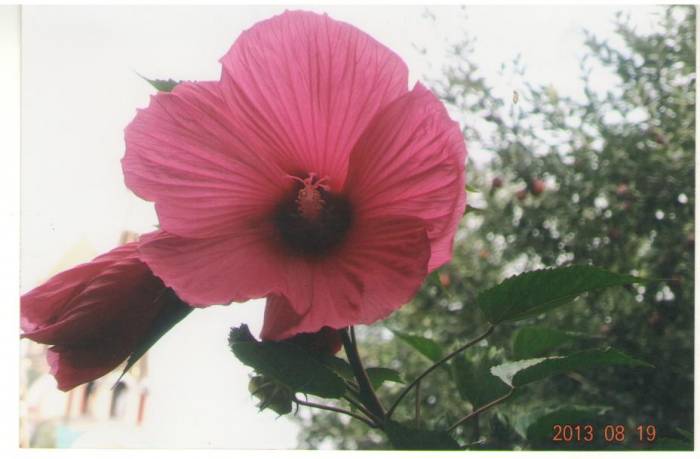 Цветы, фотография 6