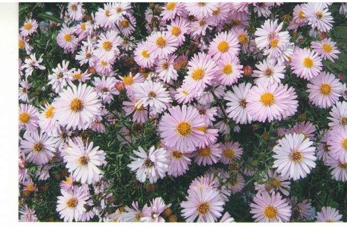 Цветы, фотография 7