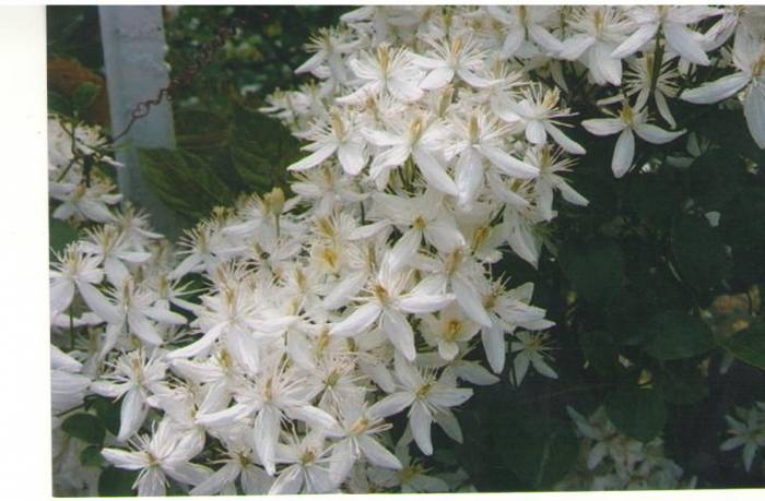 Цветы, фотография 11