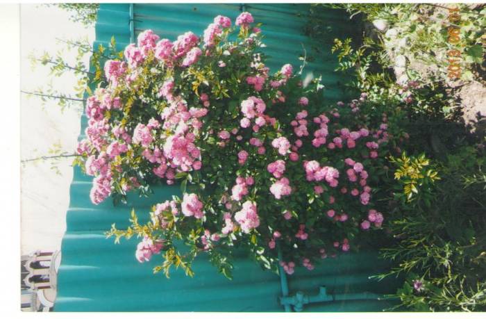 Цветы, фотография 12