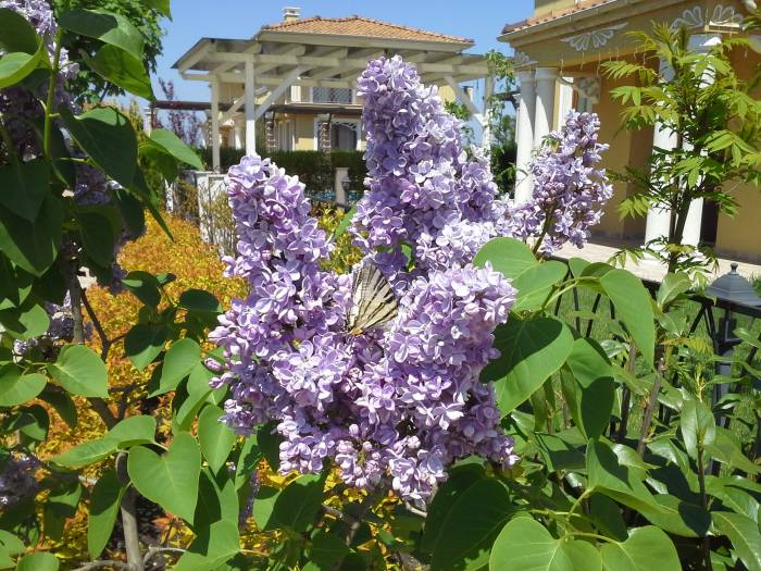 Дом в Болгарии, фотография 2