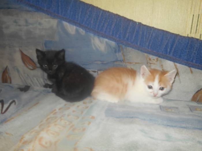 отдам котят, фотография 1