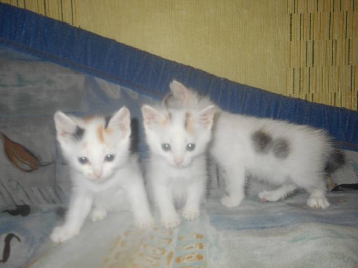 отдам котят, фотография 2