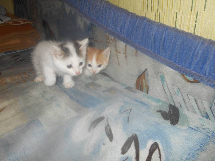 отдам котят, фотография 3
