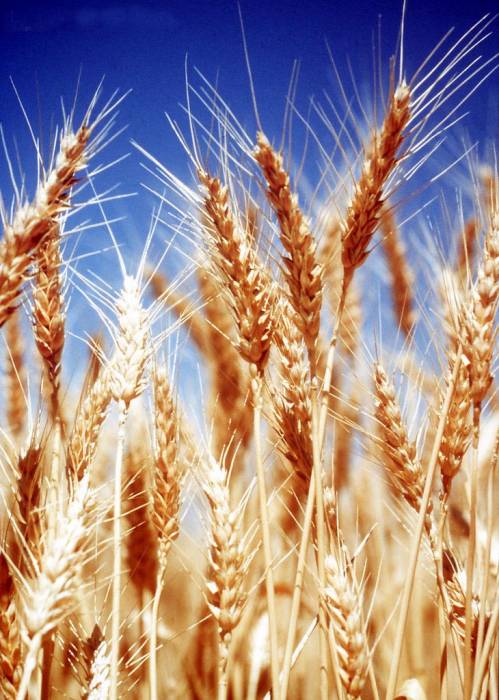 Продажа мука, хлопья, крупы, отруби, комбикорма, рыба, фотография 1