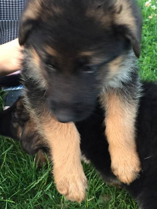 Элитные щенки немецкой овчарки, фотография 4