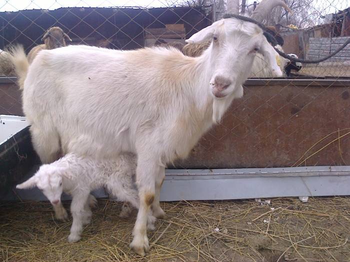Козье молоко, фотография 1