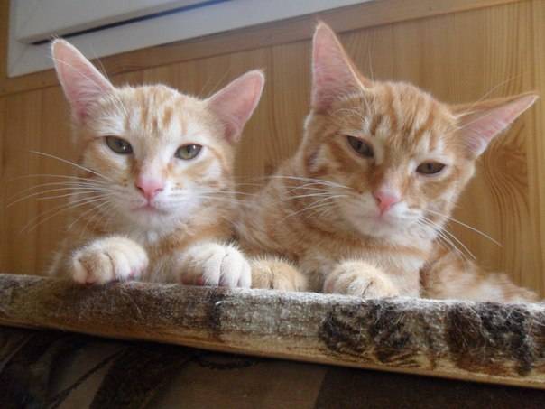 Два рыжих пушистых комочка ищут добрых и заботливых хозяев, фотография 1