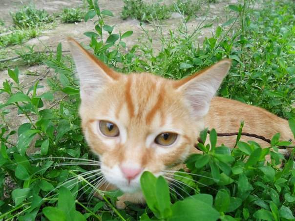 Два рыжих пушистых комочка ищут добрых и заботливых хозяев, фотография 2