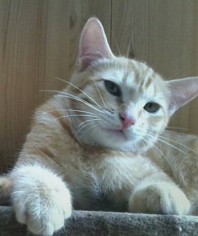 Два рыжих пушистых комочка ищут добрых и заботливых хозяев, фотография 3