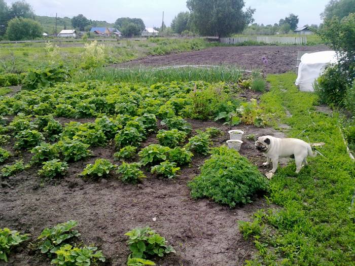 Продам дом в с.Бобровка, ВКО, фотография 2