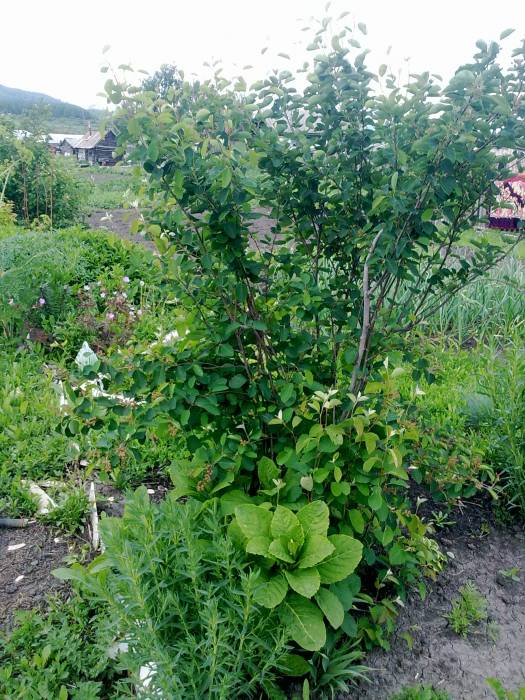 Продам дом в с.Бобровка, ВКО, фотография 5