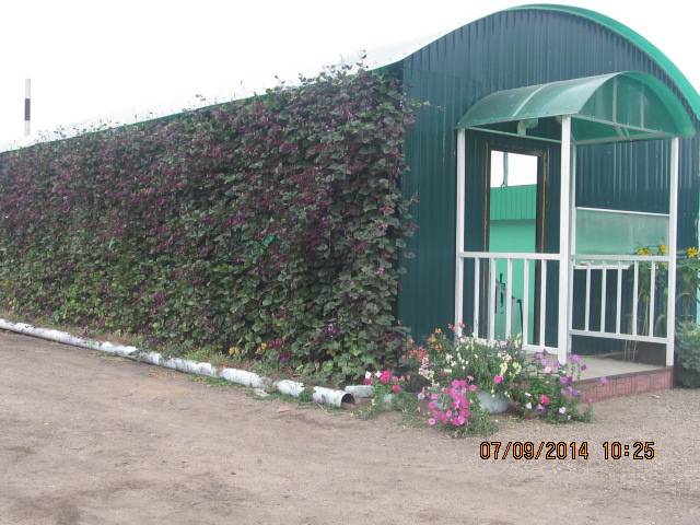 Тепличный комплекс, ВКО, Курчатов, ул. Теплоэнергетиков 8, фотография 1