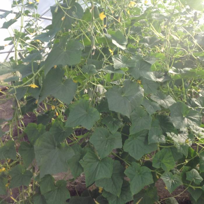 Тепличный комплекс, ВКО, Курчатов, ул. Теплоэнергетиков 8, фотография 4