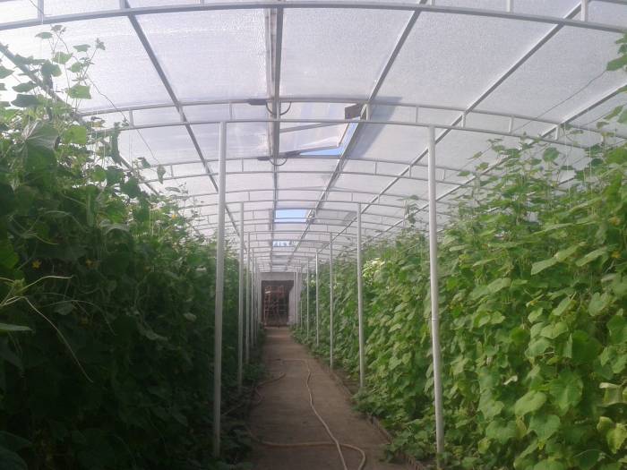 Тепличный комплекс, ВКО, Курчатов, ул. Теплоэнергетиков 8, фотография 10