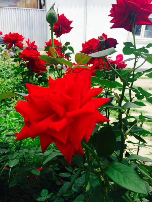 Срочно продам дом, сухэ Батор , фотография 1