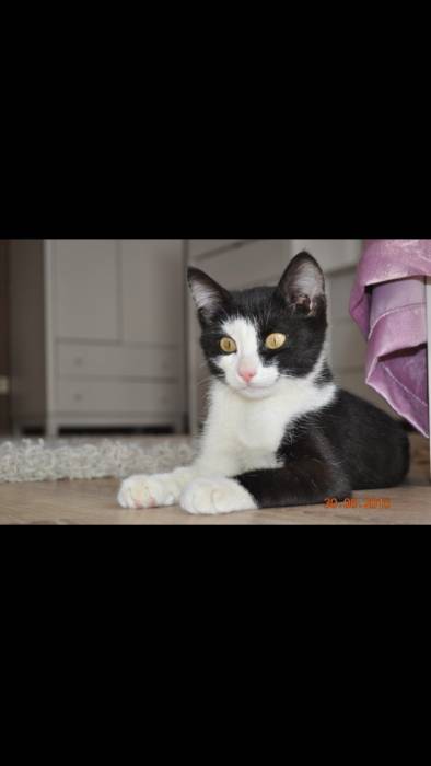 Отдается котенок-мальчик, фотография 1