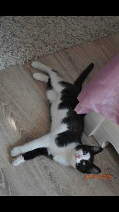 Отдается котенок-мальчик, фотография 5